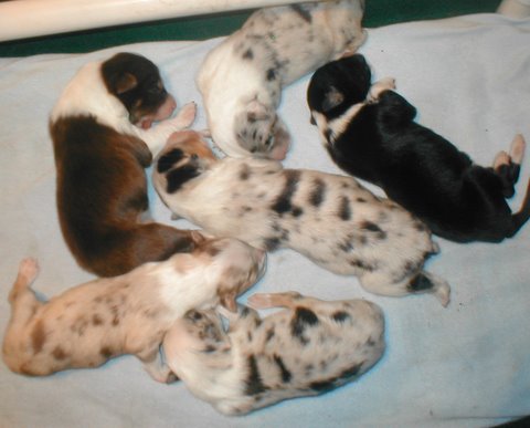 stryderxknickieallpups.jpg